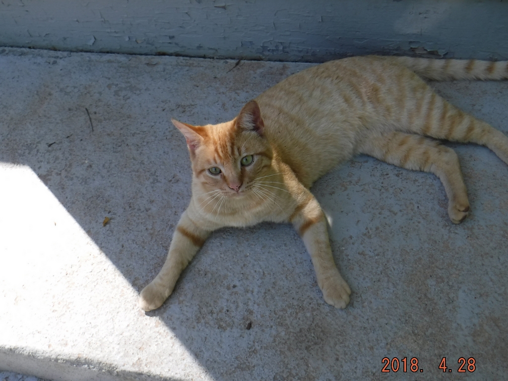 Tommy the Neighborhood Cat